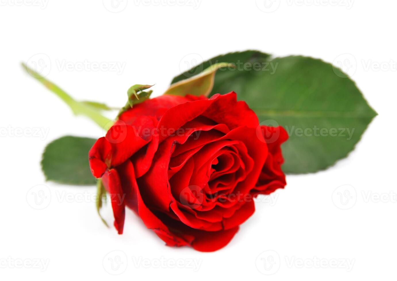 red rose on white backgrounds photo
