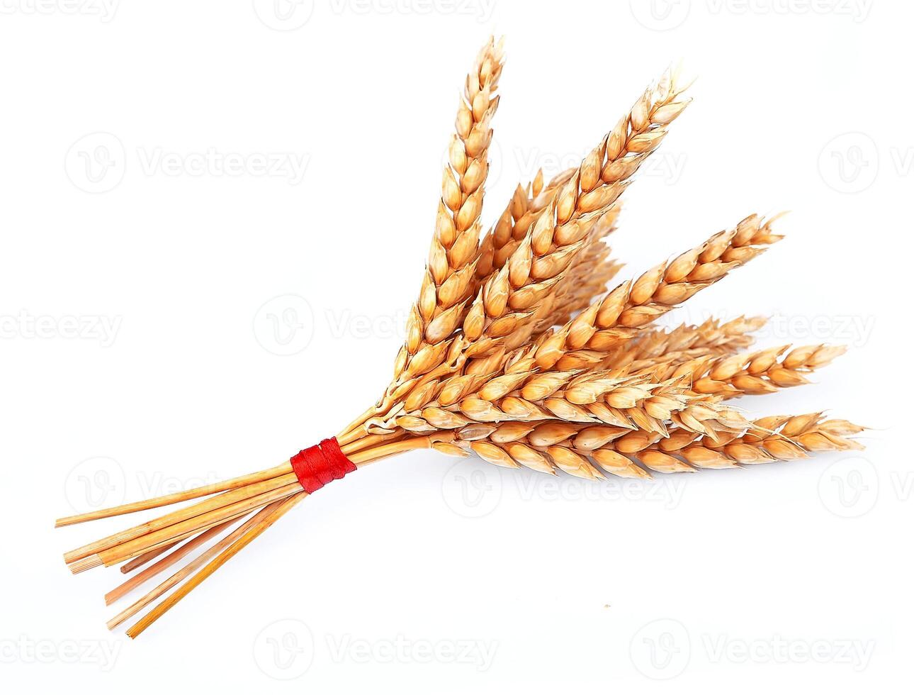 wheat bunch on white photo
