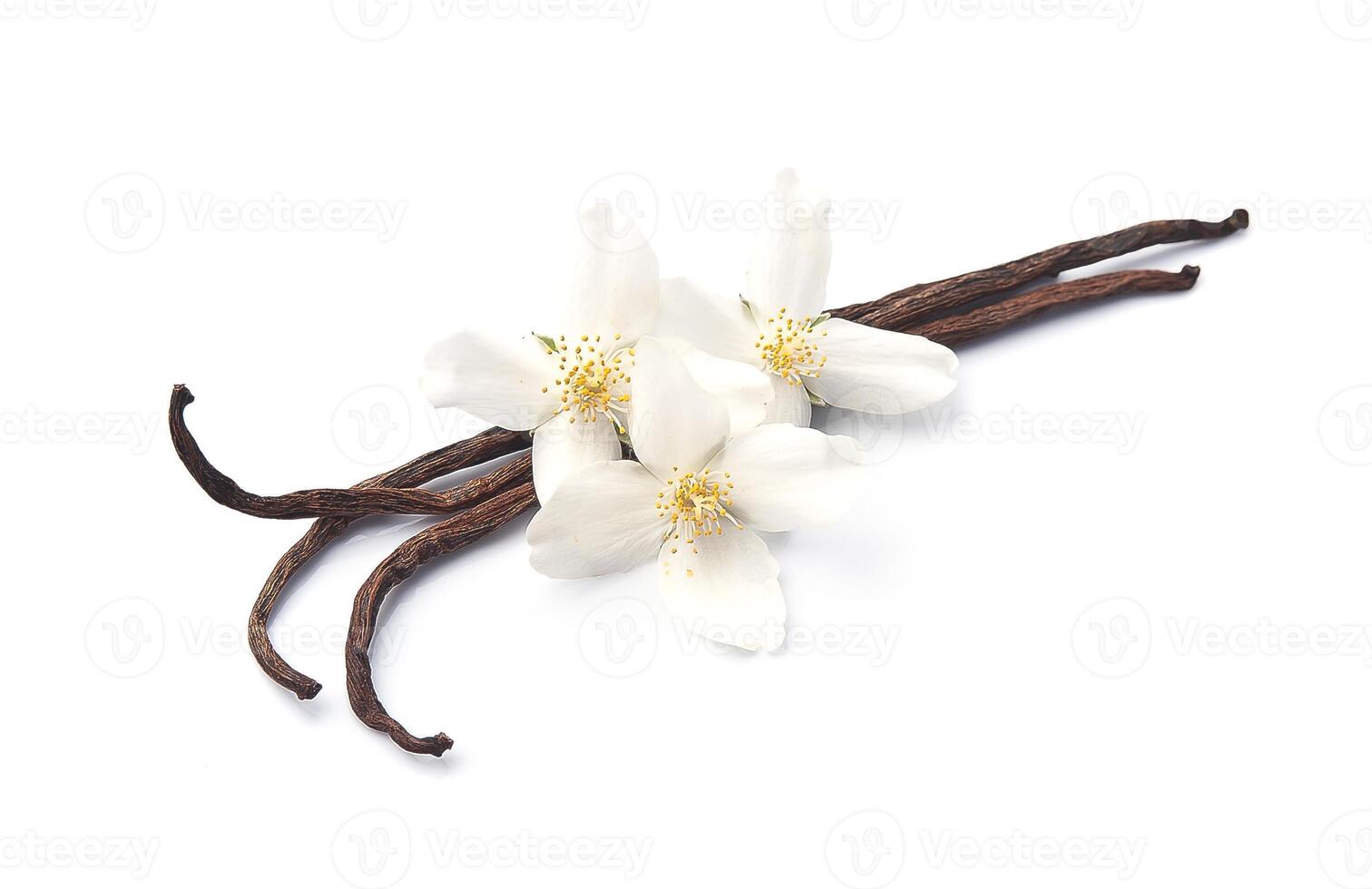 Vanilla stick with white flower photo
