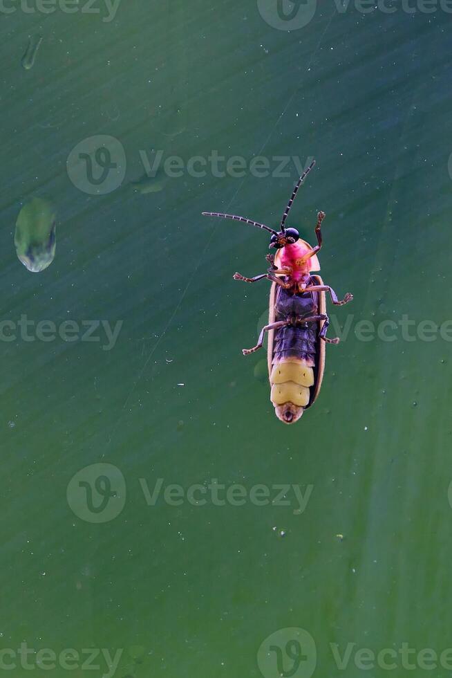 The underside of a firefly on the outside of a window during a rainfall photo