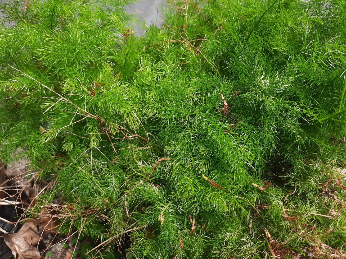 Santolina rosmarinifolia - Heiligenbloem photo