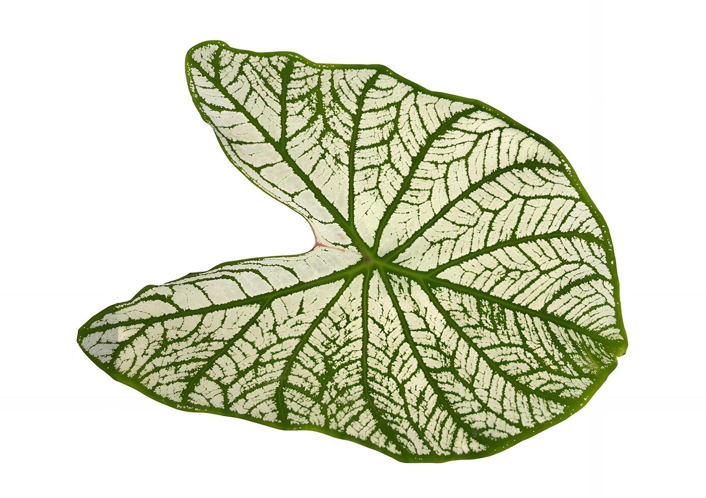 Close up of a leaf isolated on white background photo