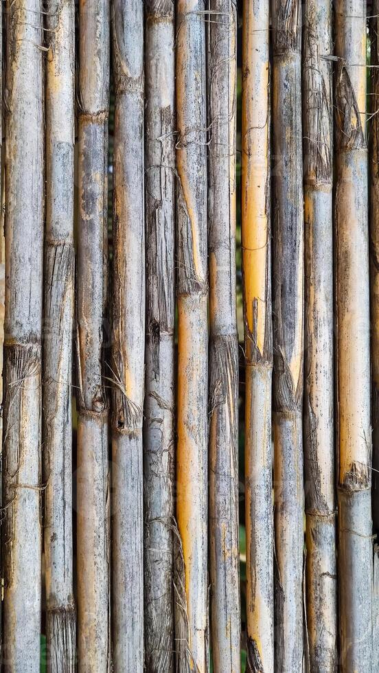 Background texture of dry bamboo cane. Flat lay, vertical frame, close-up photo