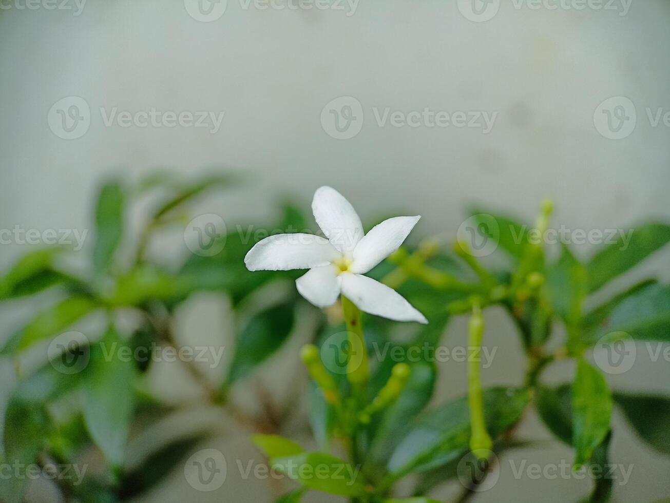 Photo of beautiful white flowers