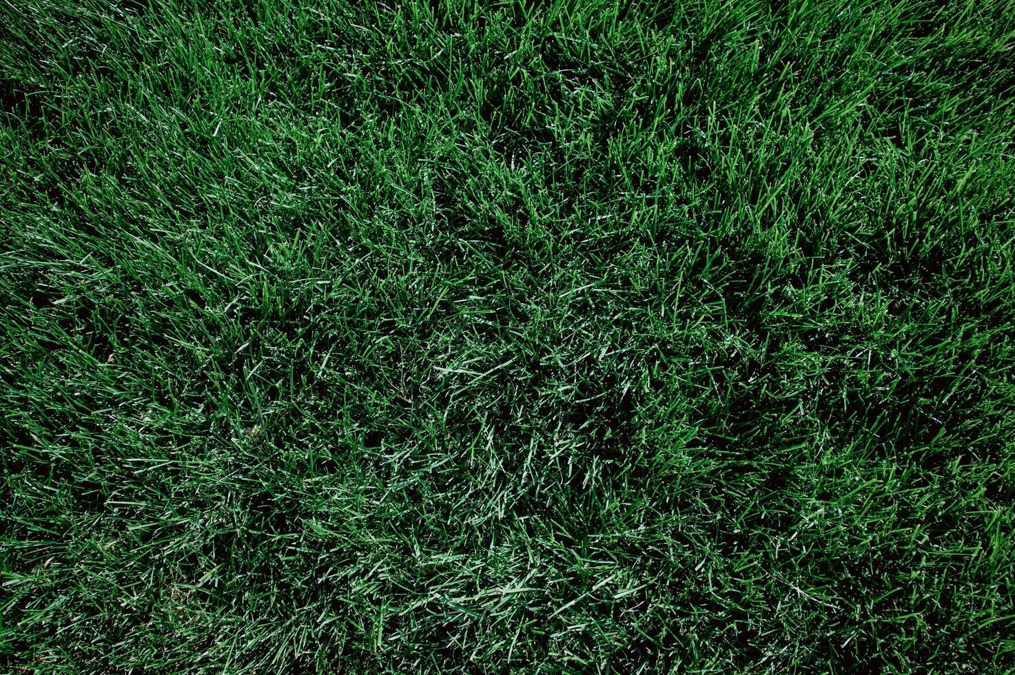 Green grass background, green grass texture. photo