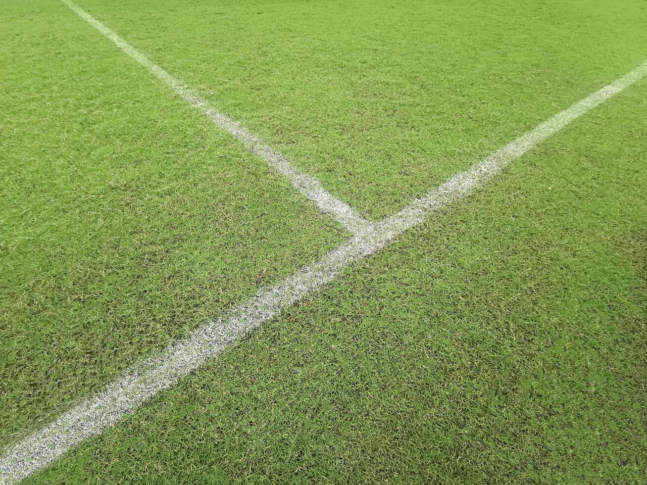 Soccer line in green grass of soccer field photo