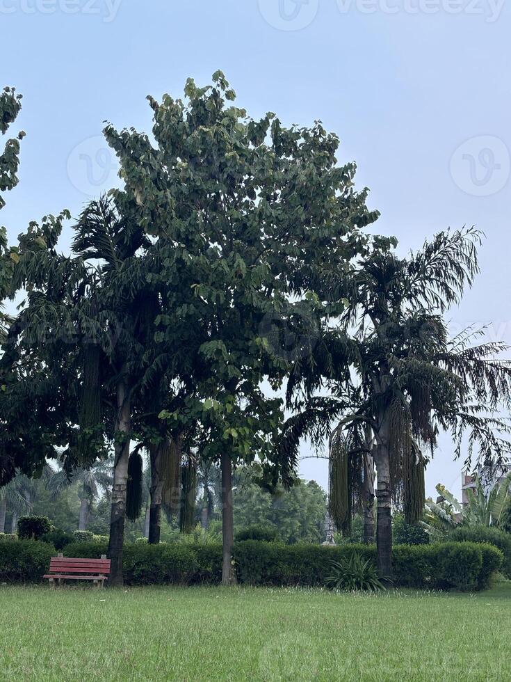 A park with tall trees and a red bench photo