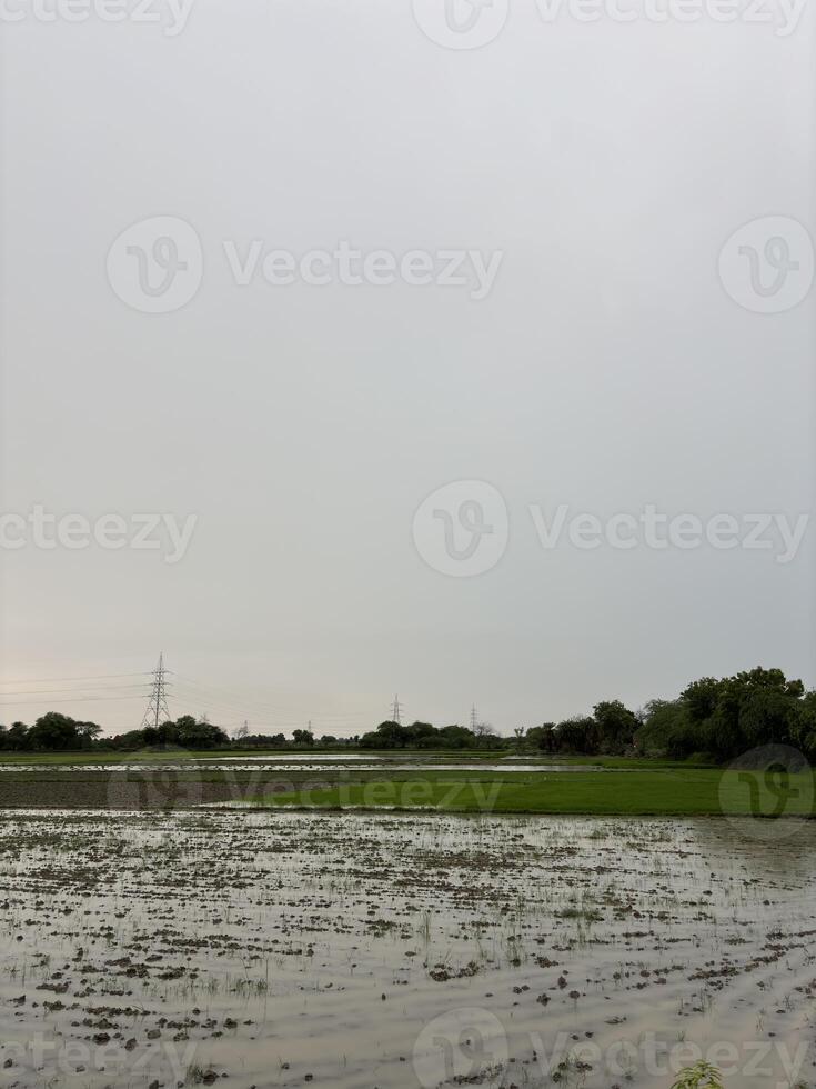 Flooded Field Under Power Lines photo