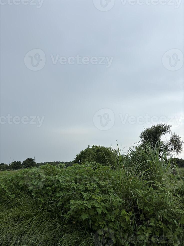 Vast Green Field Under a Cloudy Sky photo