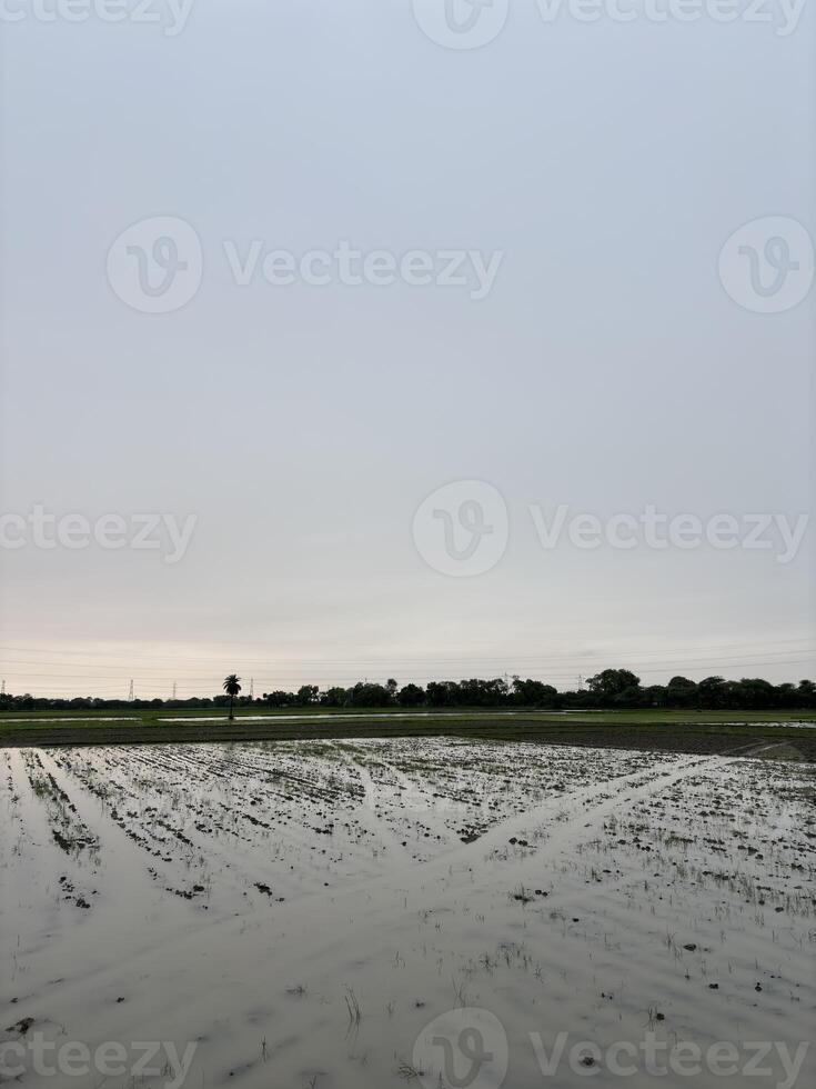 Flooded Field After Heavy Rain photo