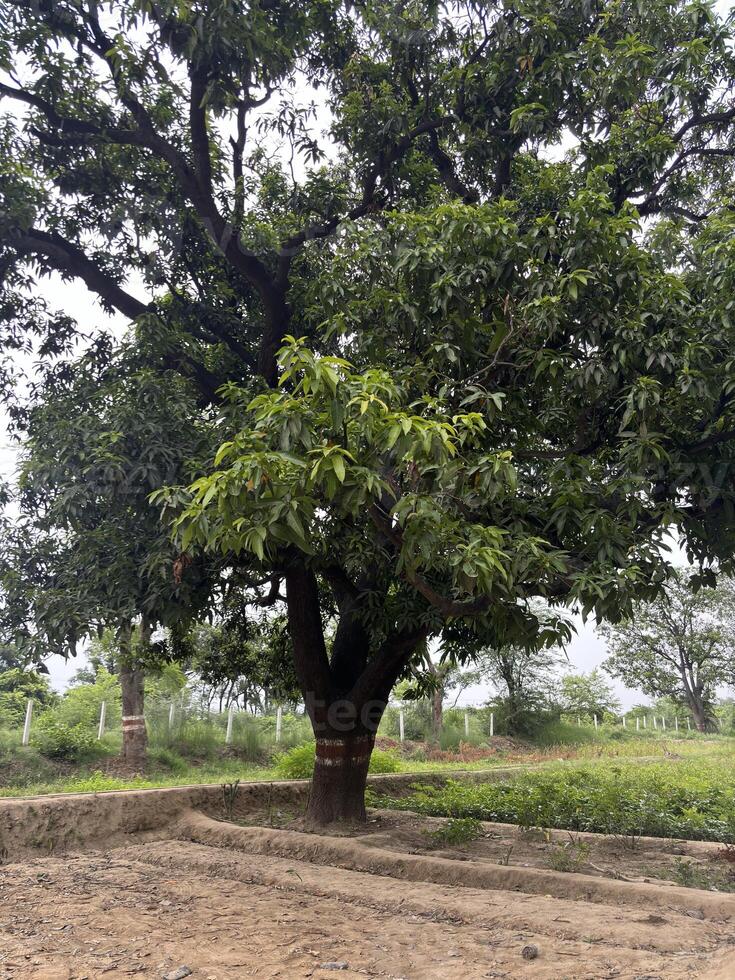 Big tree with sprawling branches in a green field photo