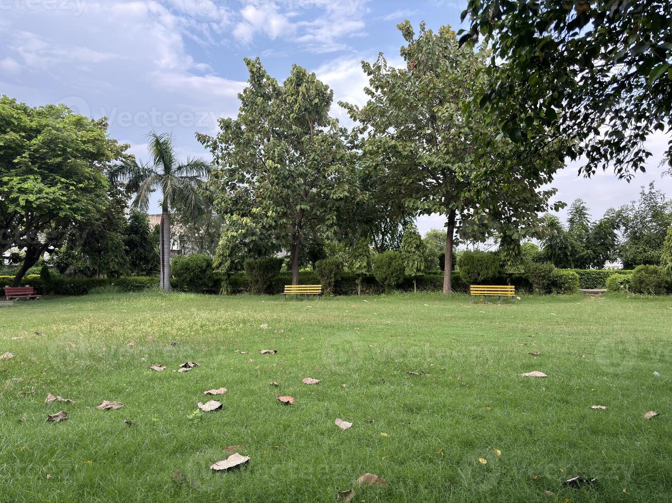 Serene Park with Benches and Lush Greenery photo