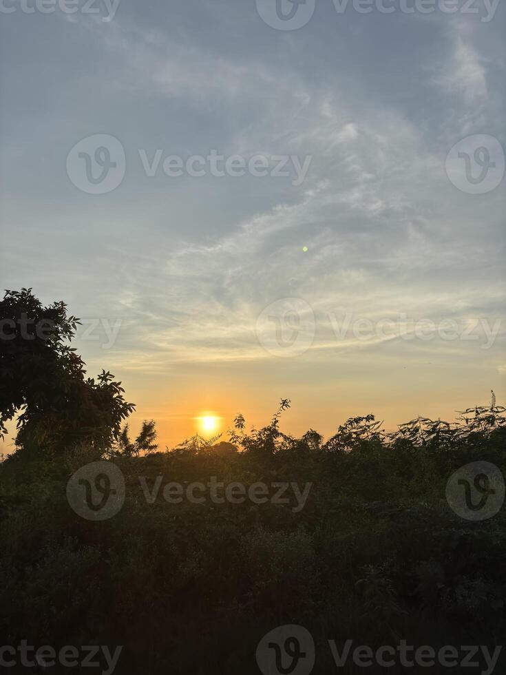 Sunlight Shining Through the Trees photo