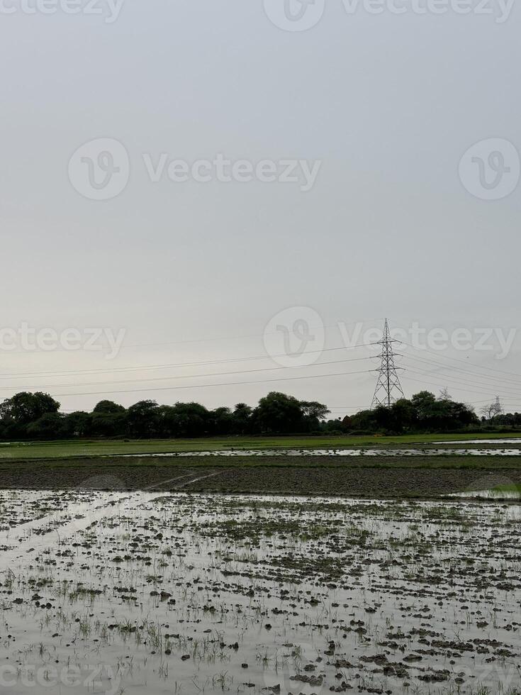 Flooded Field with Power Lines in the Distance photo