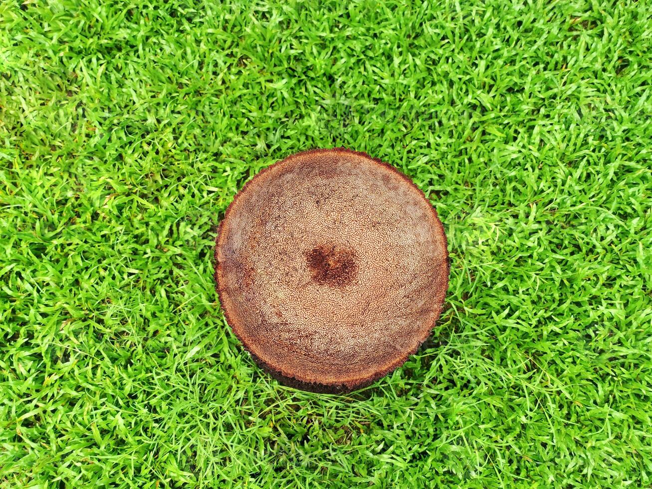 Trees are cut. Top view. Green grass background. photo