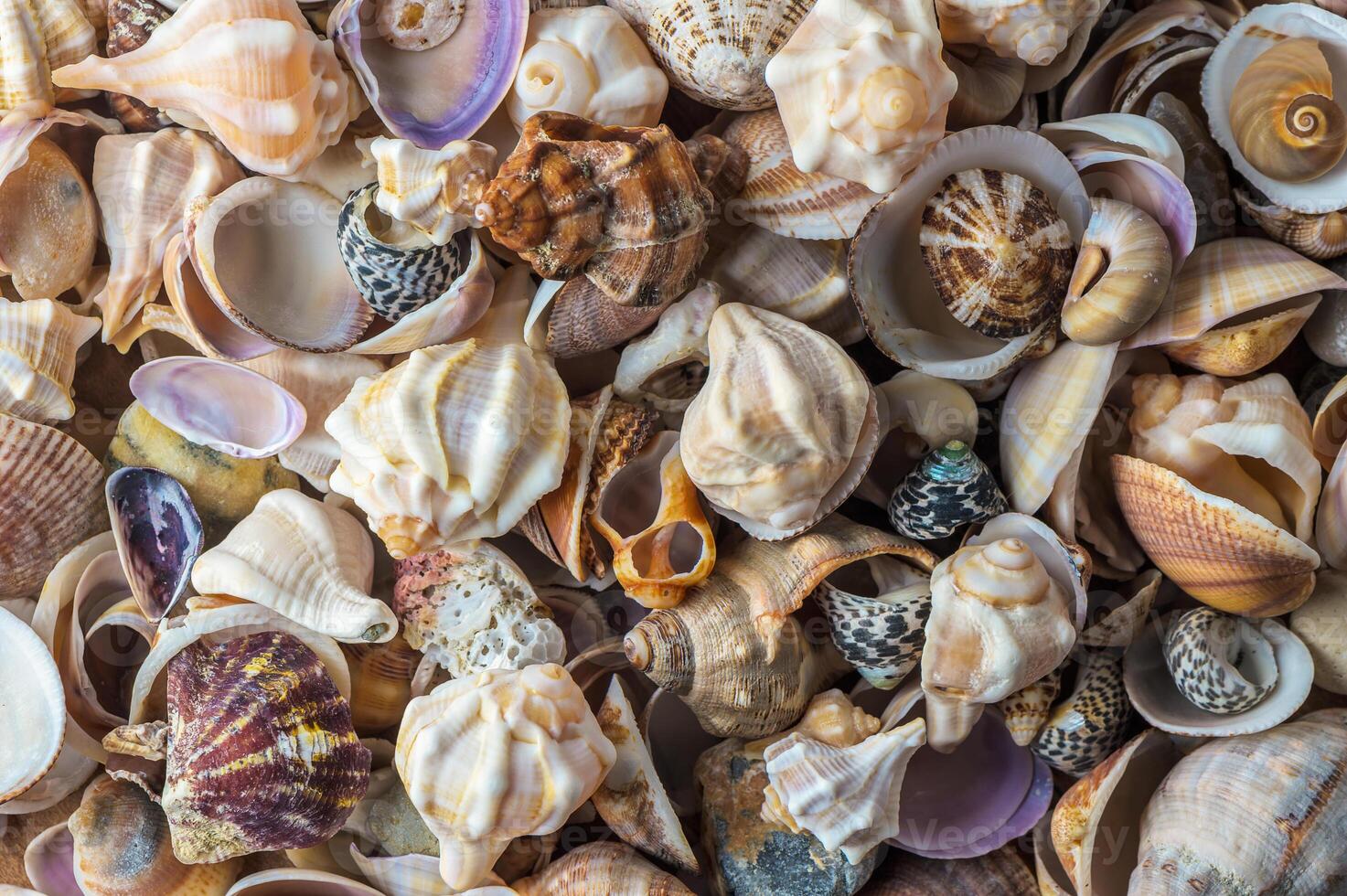 Summer background pattern from seashells. Shell close-up. photo