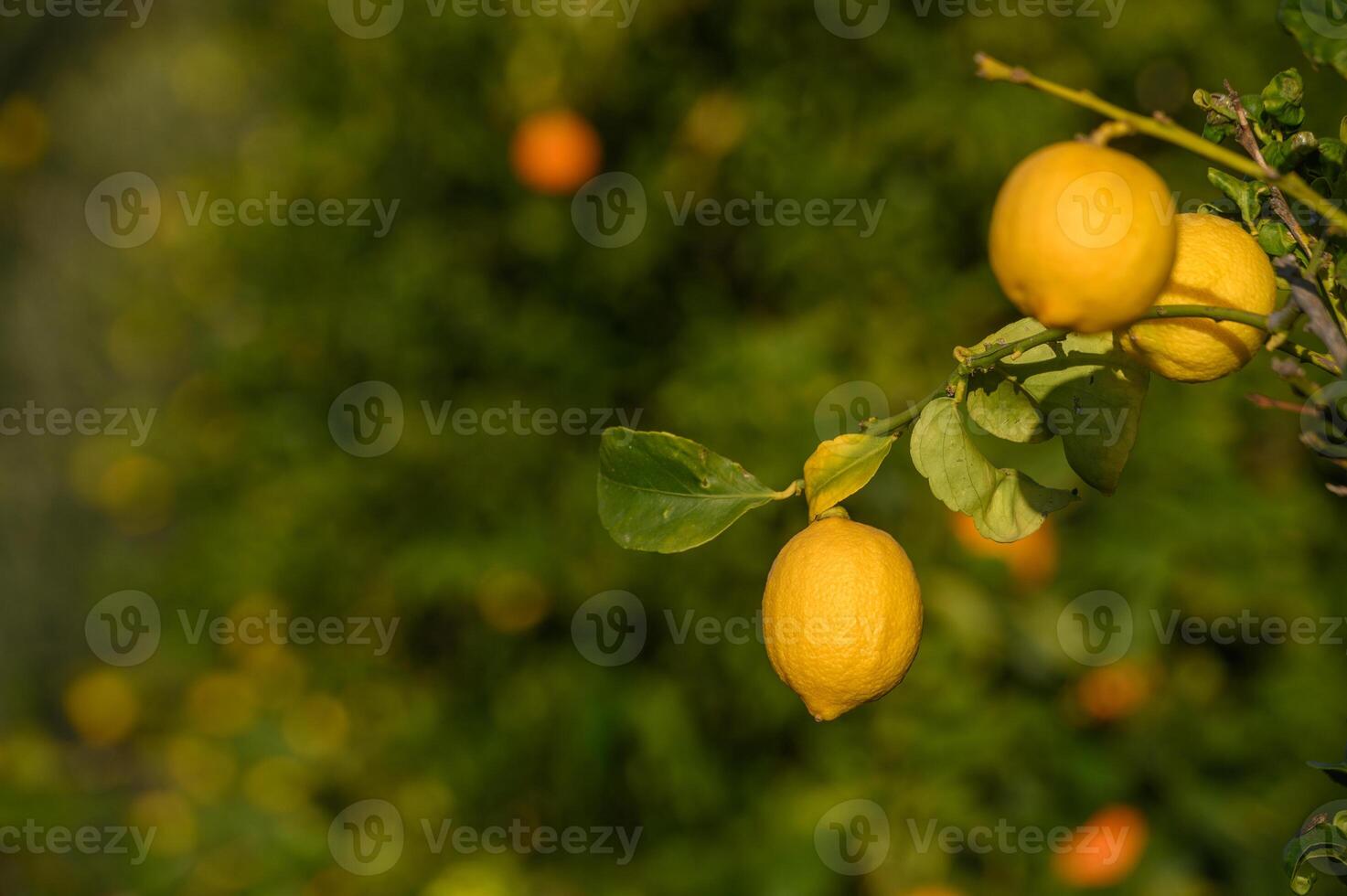 lemons on branches in a garden in Cyprus in winter 10 photo