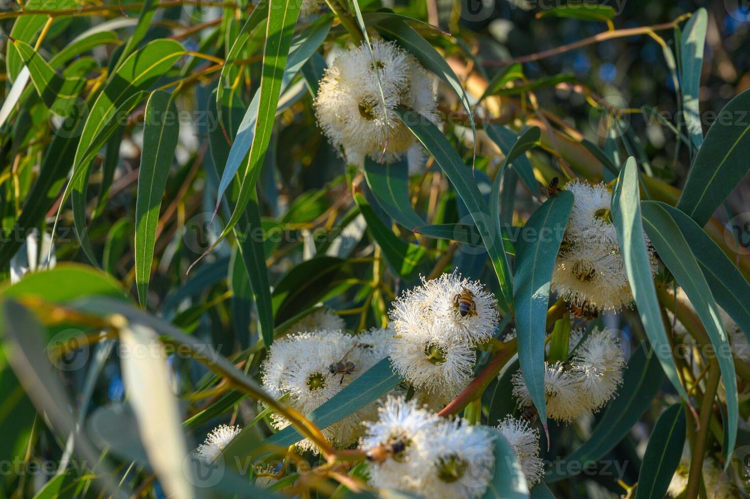 Bees are collecting eucalyptus nectar honey. Summer time, eucalyptus flowers. photo