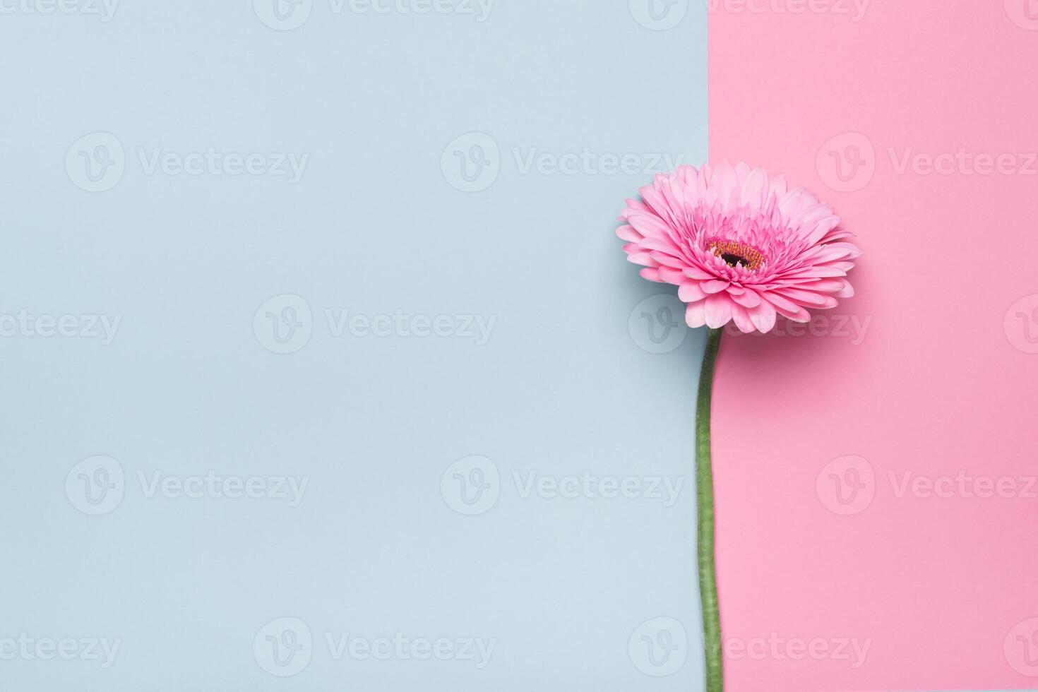 Elegant gerbera flower on Minimal geometrical paper background. Happy Mother's Day or Birthday greeting card photo