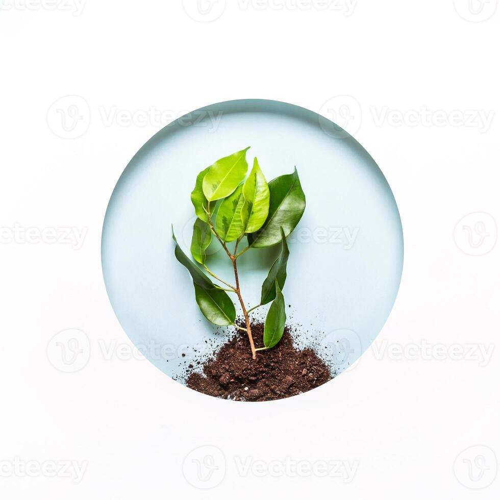 World environment day concept. Creative layout of round paper hole with earth, green twig and blue background. Earth day photo