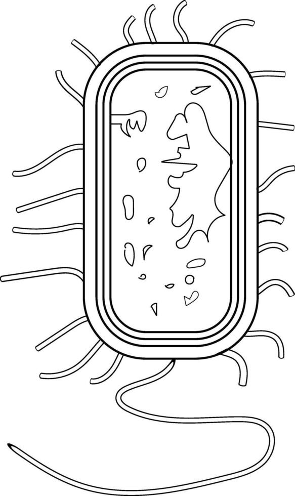 Bacterium Cell Anatomy black and white. vector
