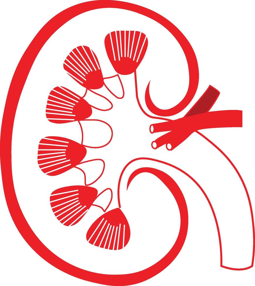 colorful kidney icon. Human internal organs concept monochrome style. vector