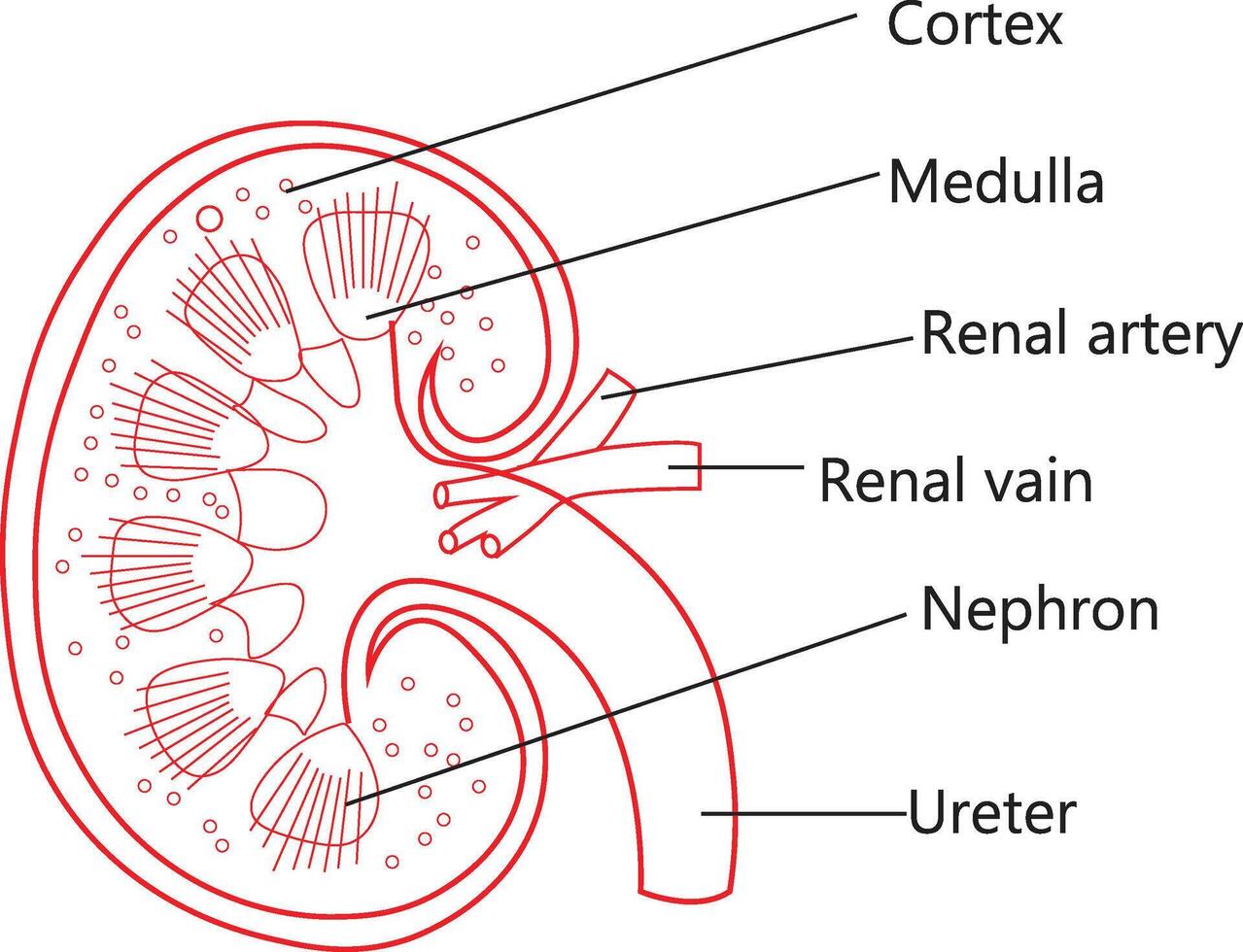 KIDNEY ANATOMY OUTLINE ART ILLUSTRATION. vector