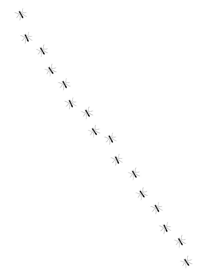 Hand drawn sketch ants path line vector
