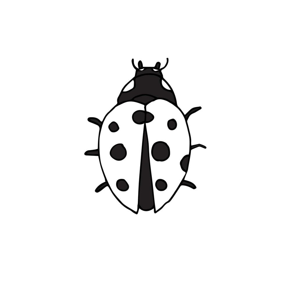 Hand drawn doodle sketch ladybug vector