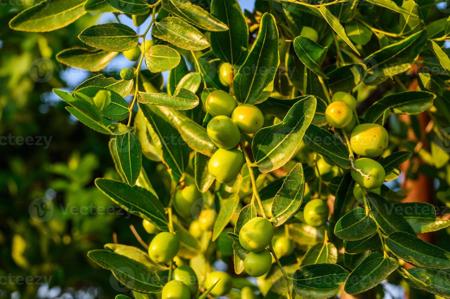 Close-up of tree branches with fruits Zizyphus. photo