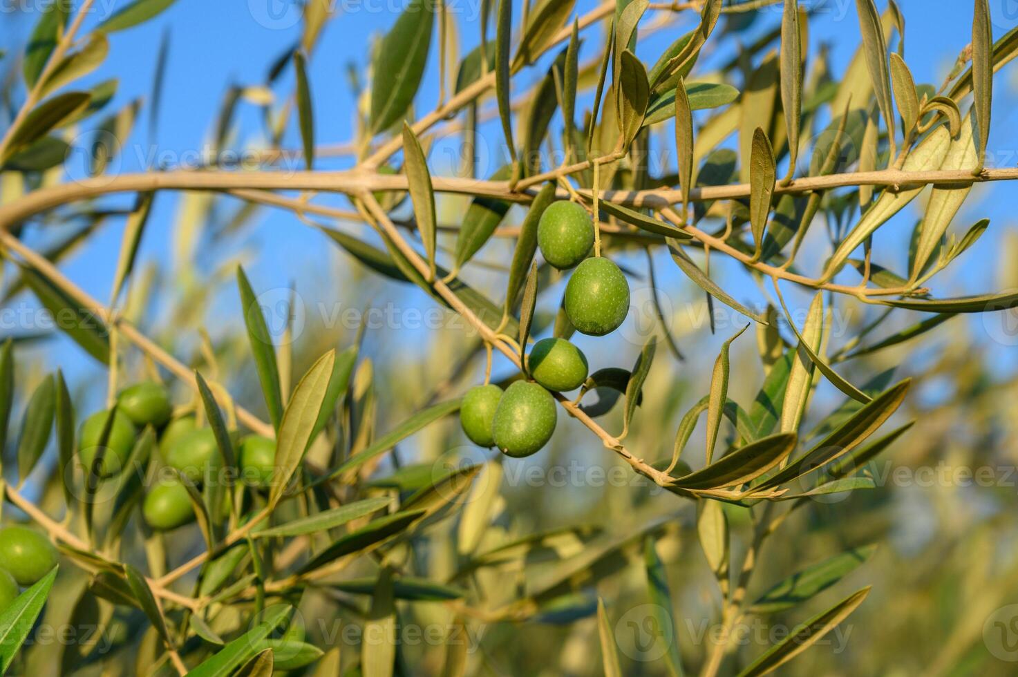 Olives with table. Wooden table with olive trees photo