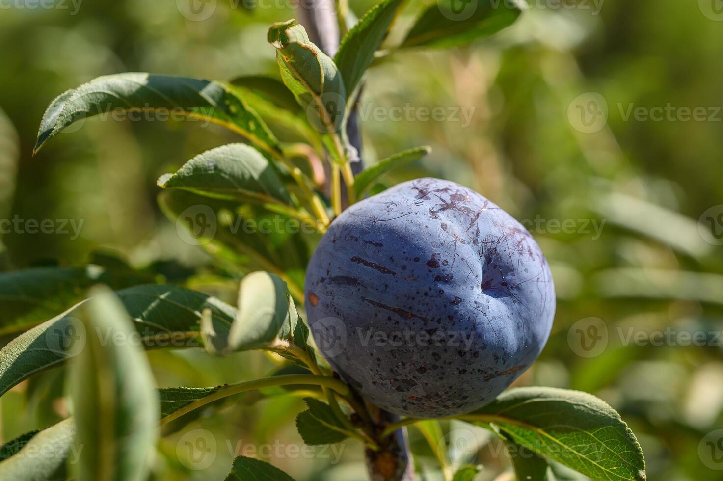 A blue ripe plum on the tree branch close-up in the summer orchard. Shallow depth of field. photo