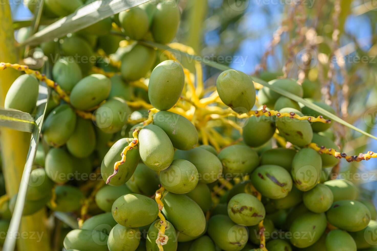 Green unripe dates fruit clusters on date palm close up. photo