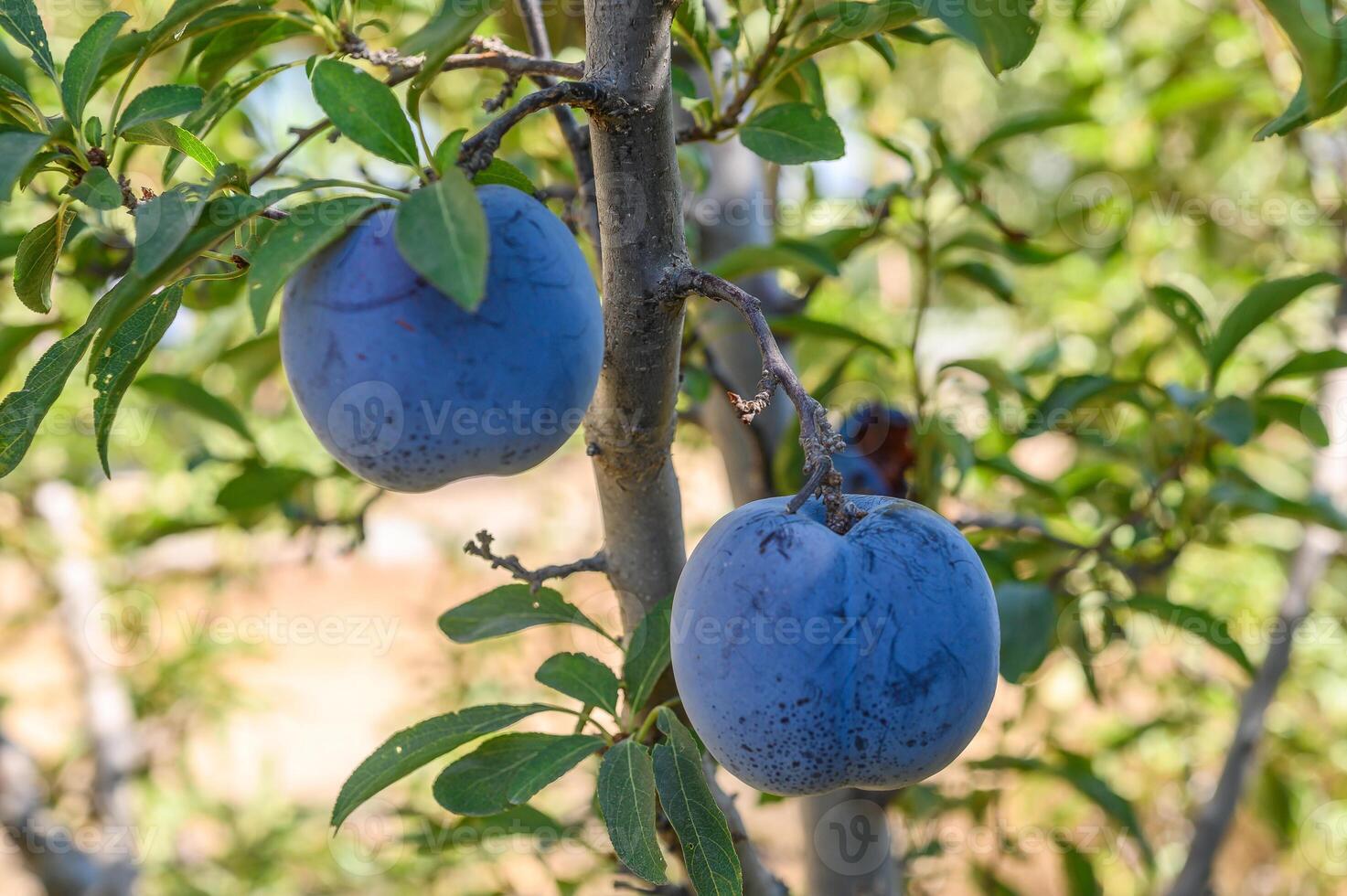 branch with plums.Ripe plums on a tree branch in the orchard.Plums growing on the tree. High quality photo