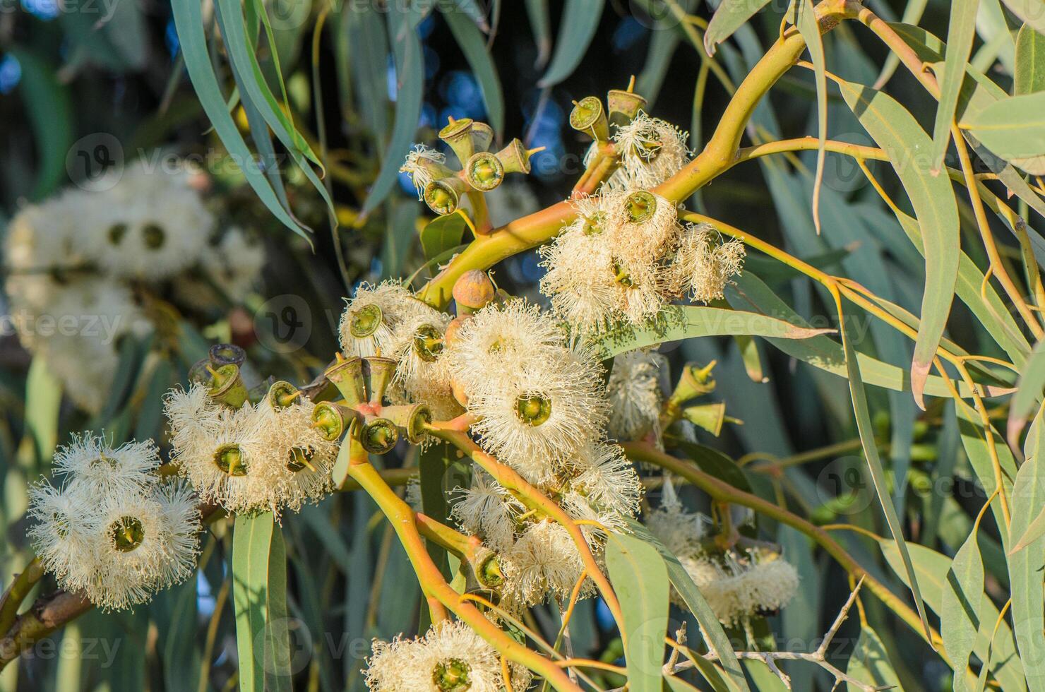 a bee pollinates eucalyptus flowers in Cyprus in summer photo