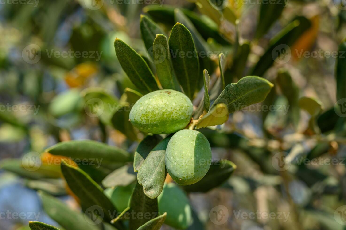 Olives on the tree, branches with fruits photo