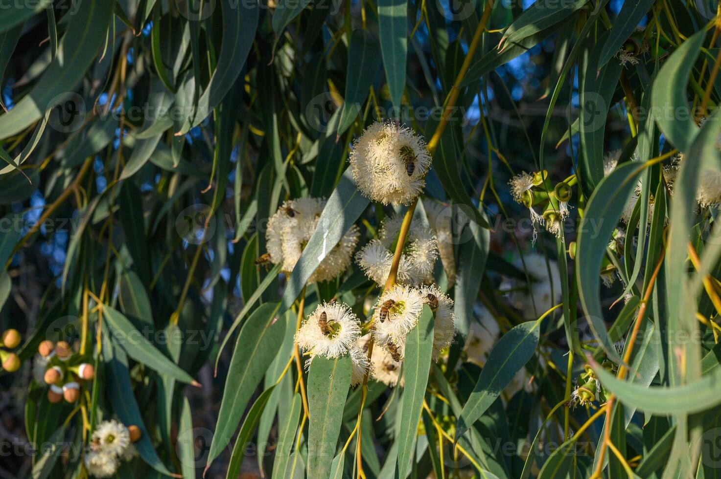 Bees are collecting eucalyptus nectar honey. Summer time, eucalyptus flowers. photo