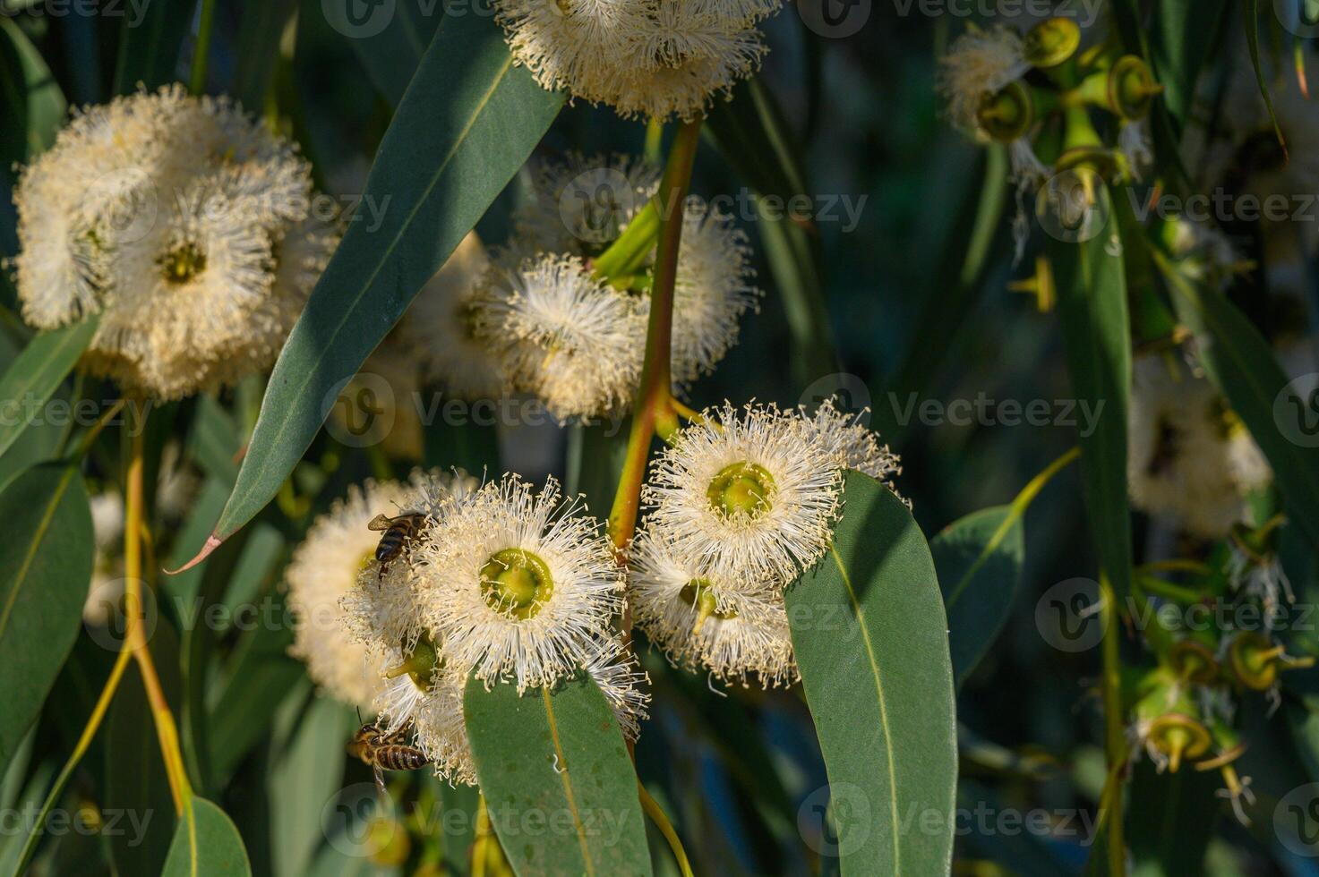 Yellow eucalyptus flower growing through a fence photo