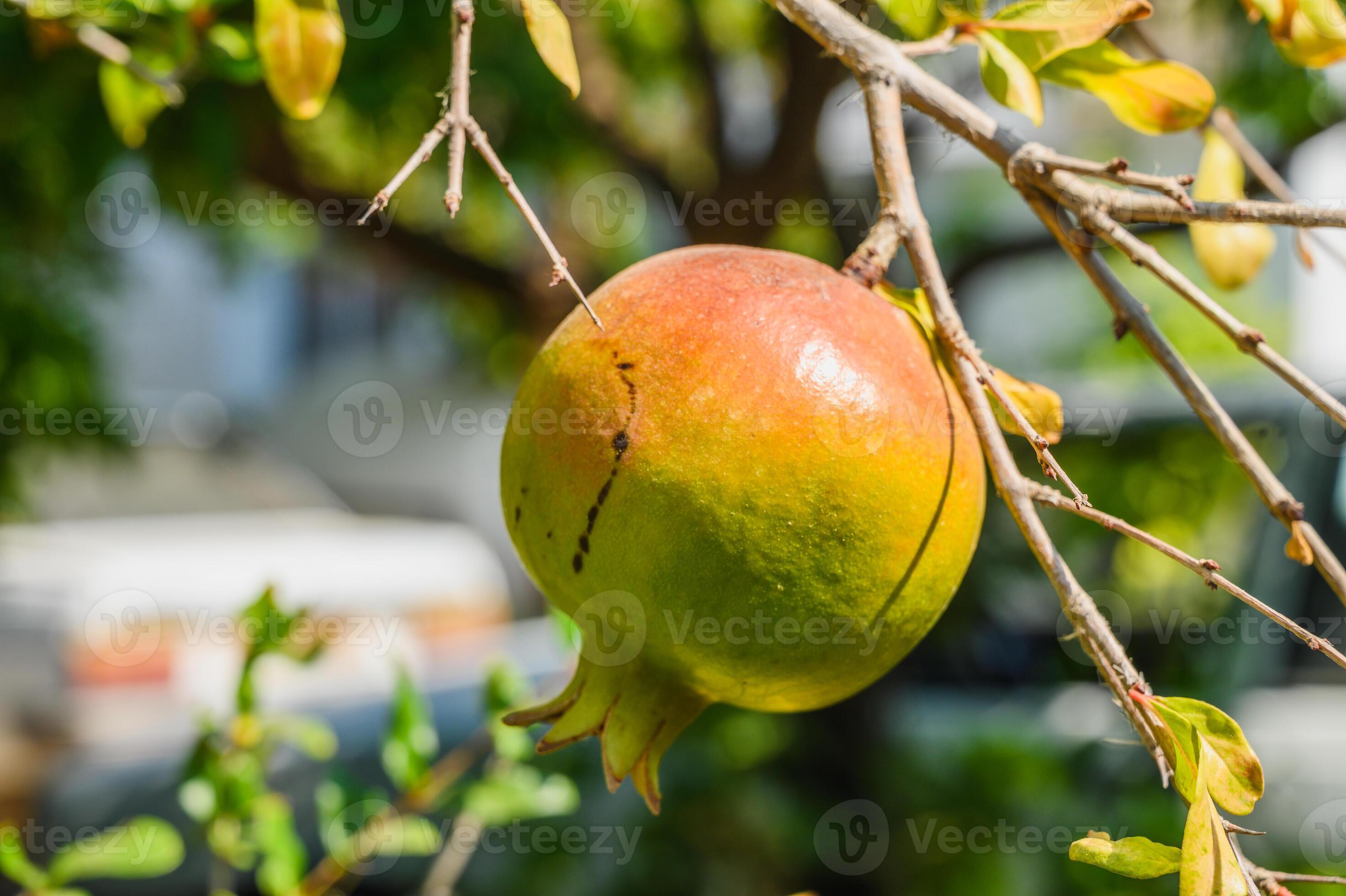 Unripe Pomegranate?  Learn How To Tell & What To Do Next! - x3b69e4
