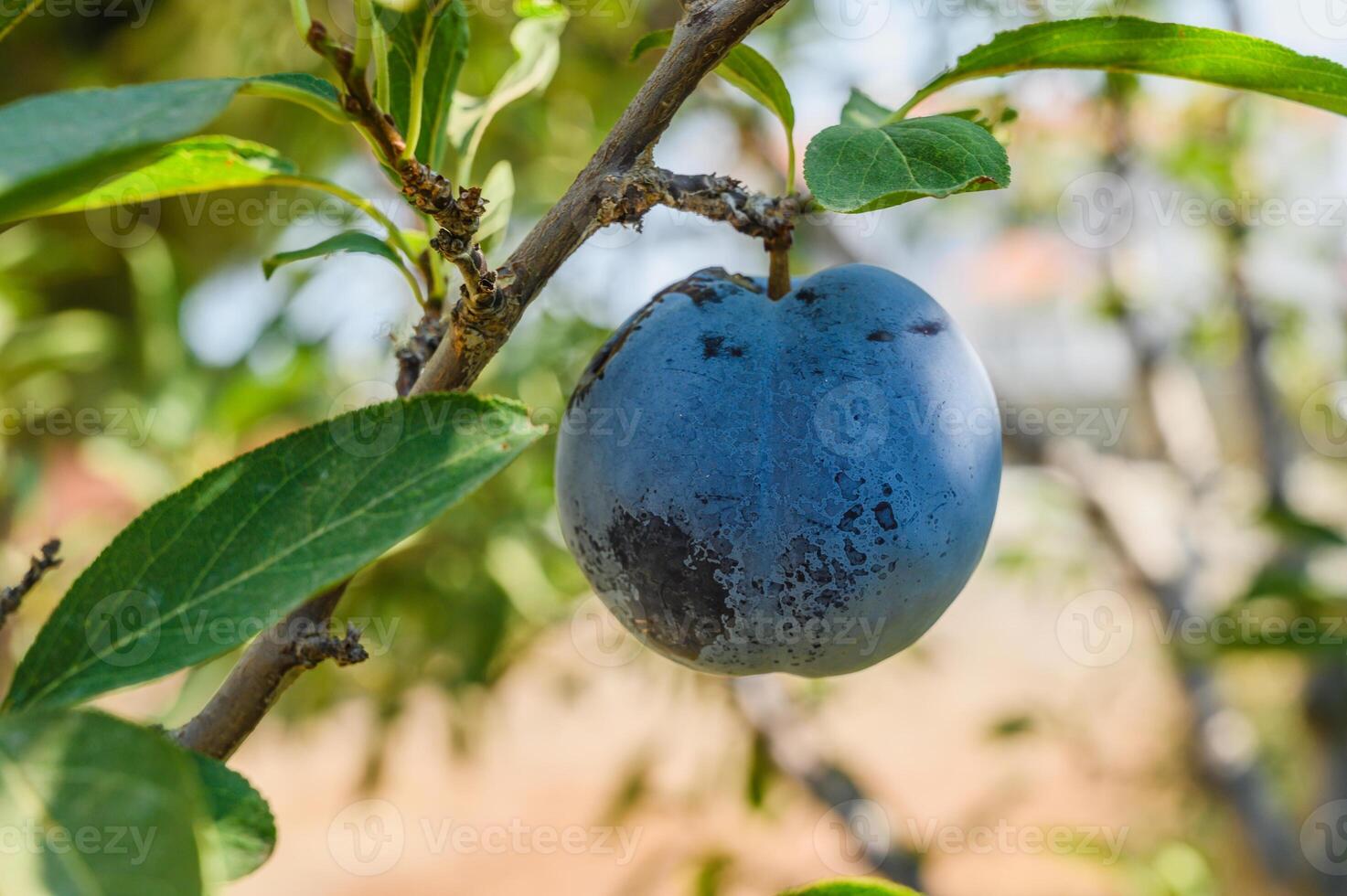 Branch of a plum tree, fruits detail photo