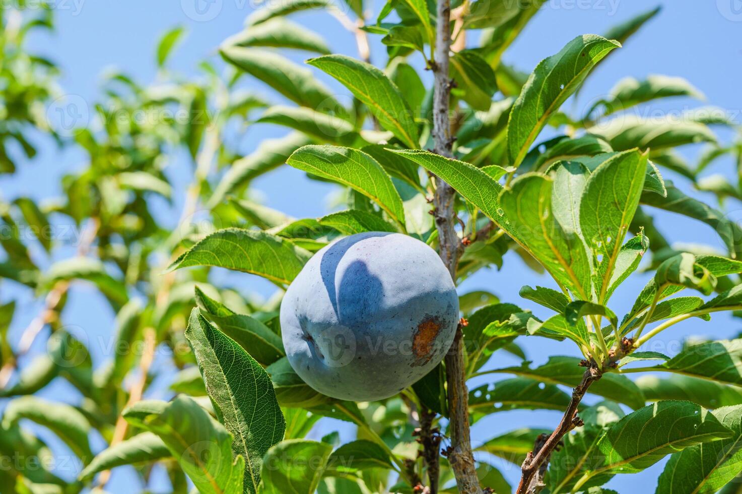 Plum tree branch with ripe juicy fruits on sunset light.. photo