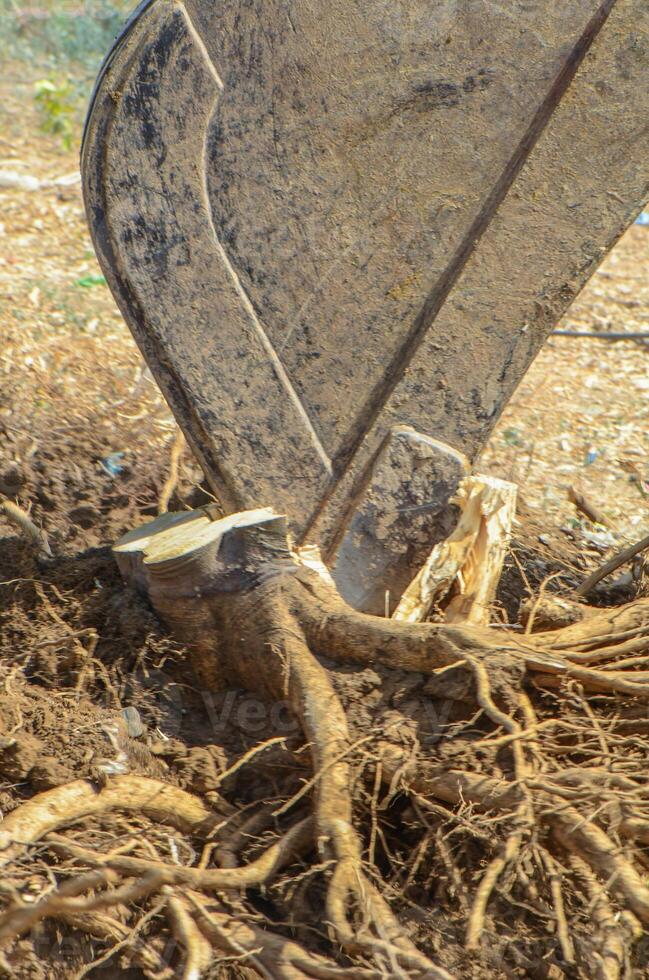 Gazeveren Cyprus 03.07.2024 - excavator uproots the roots of orange trees photo
