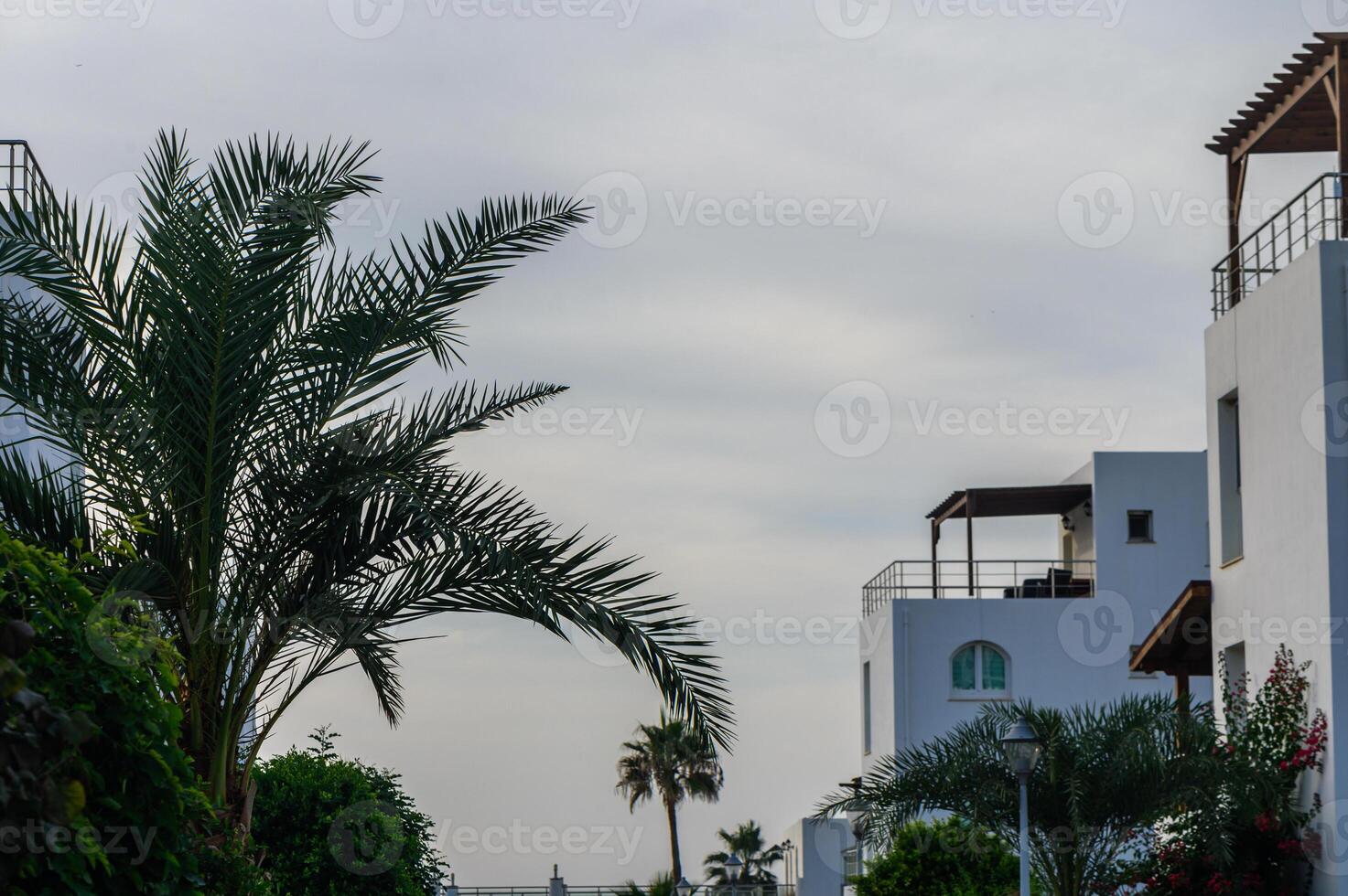 palm leaves against a background of blue sky in the evening in autumn on the island of Cyprus 10 photo