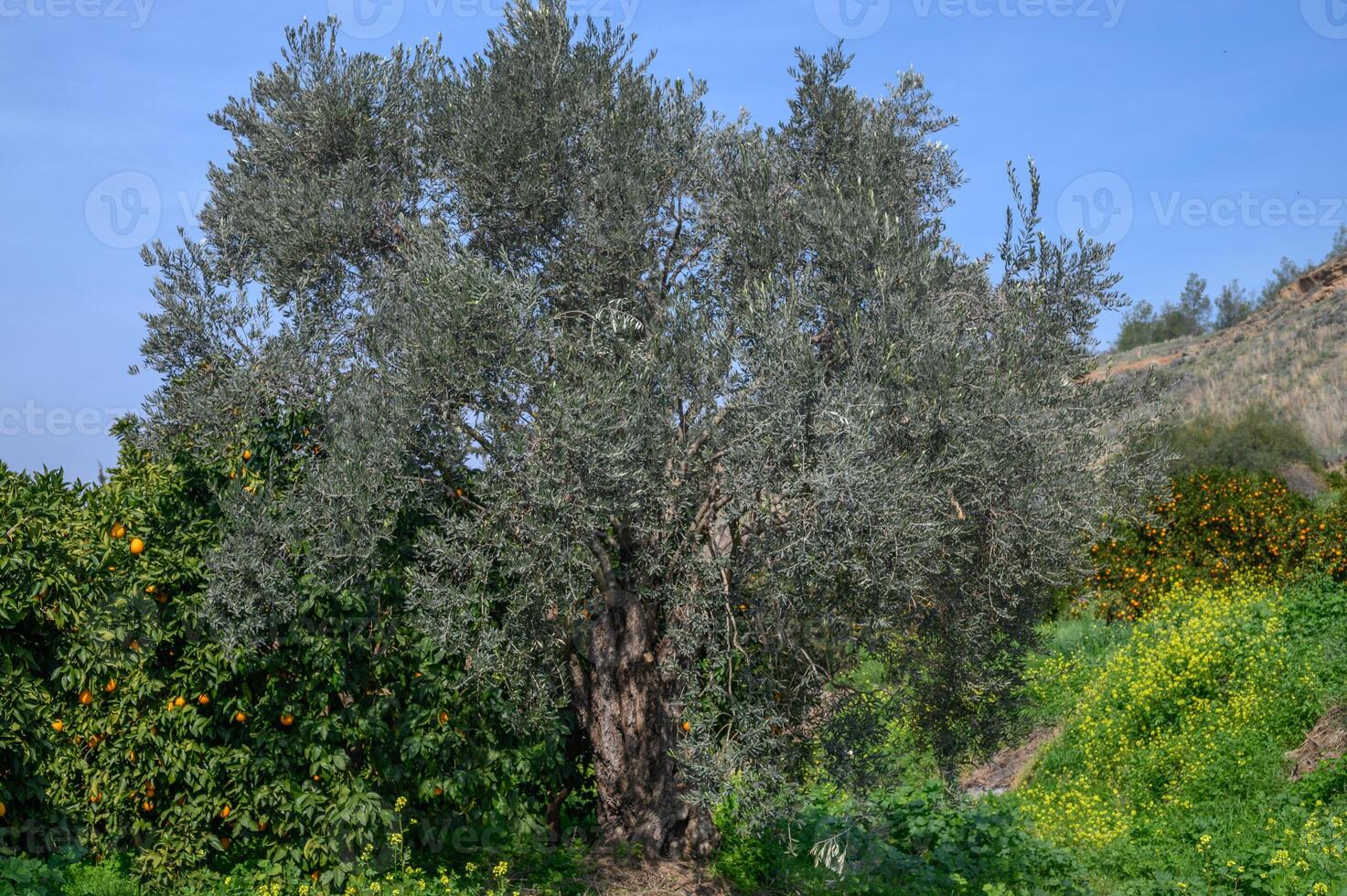 olive tree in cyprus in winter 1 photo
