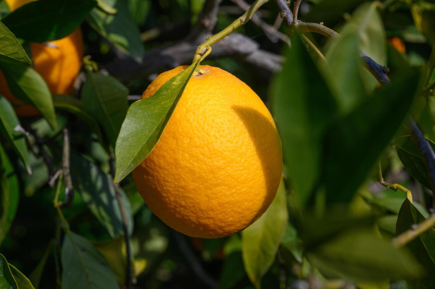juicy oranges in winter in Cyprus 5 photo