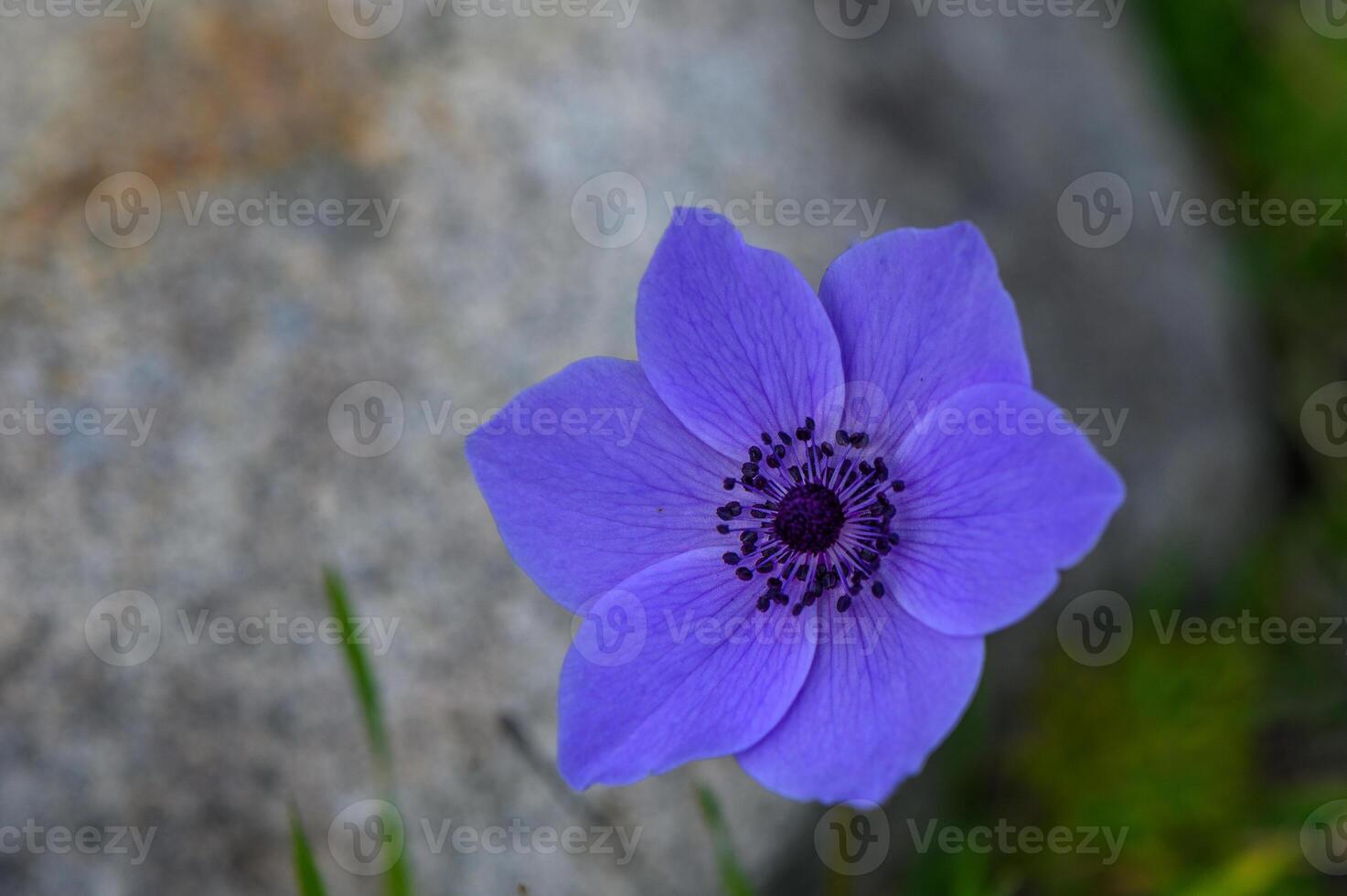 beautiful anemone flowers in the mountains in winter in Northern Cyprus 4 photo