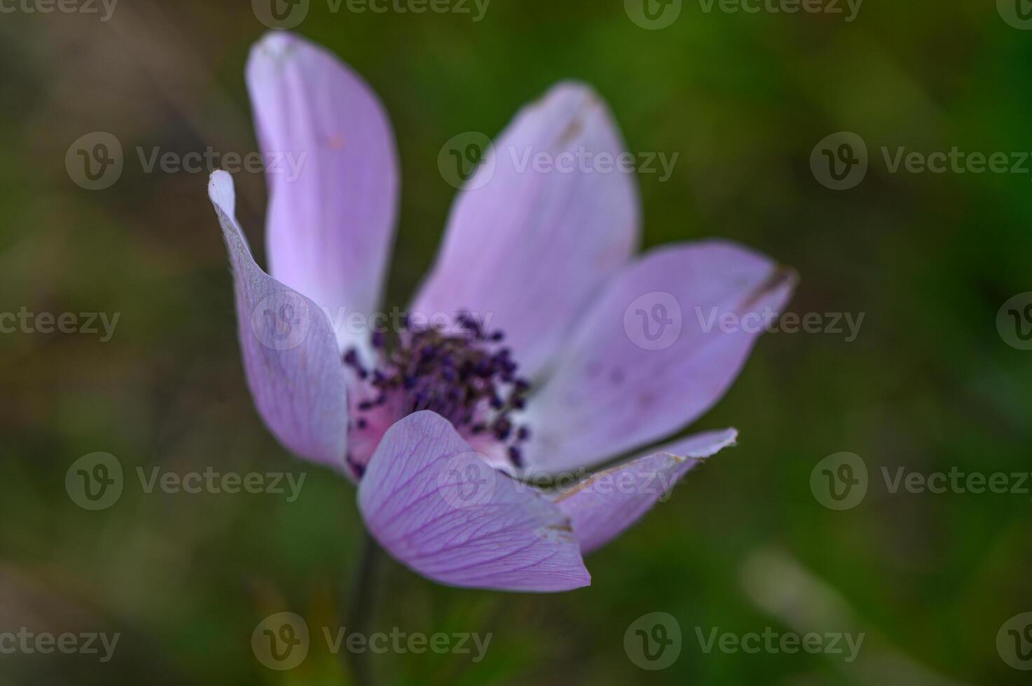 beautiful anemone flowers in the mountains in winter in Northern Cyprus 1 photo