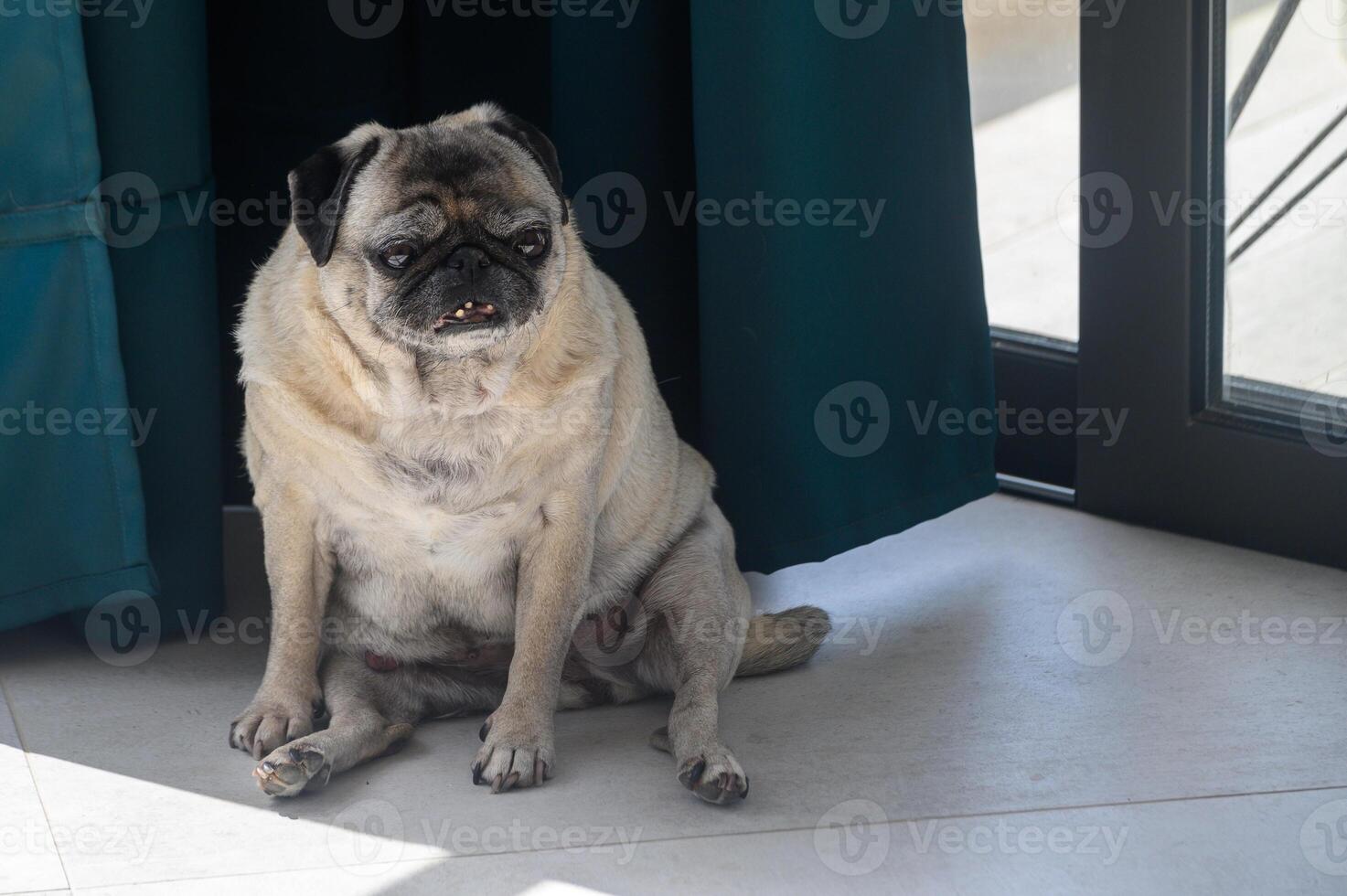 Wide-angle POV portrait of cute Puck dog photo