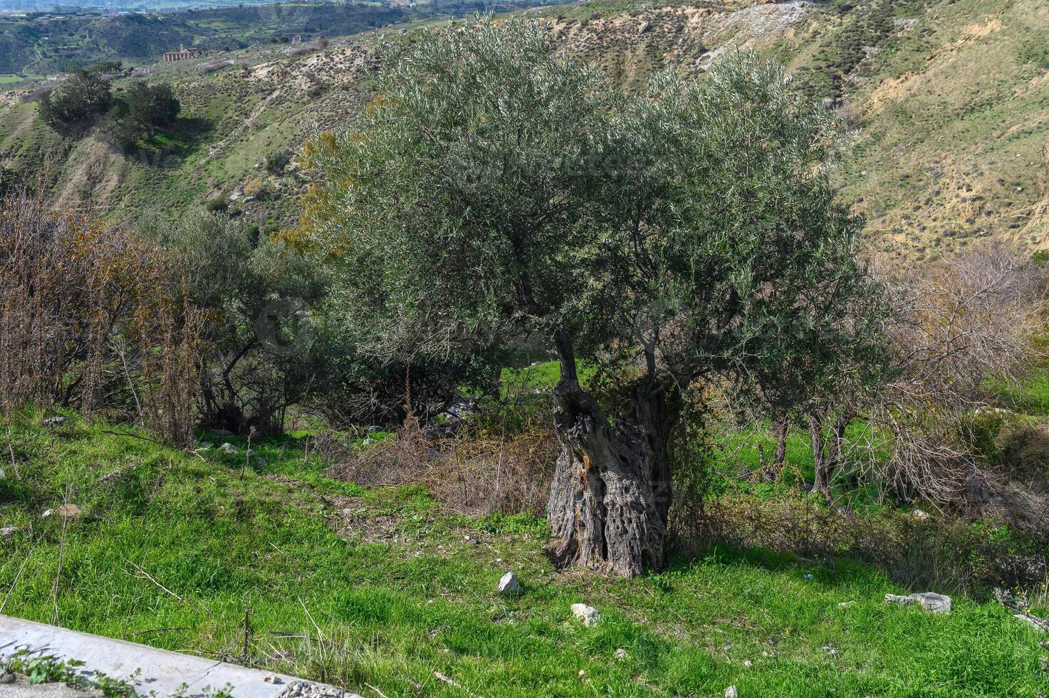 old olive tree in the mountains of Northern Cyprus in winter 1 photo