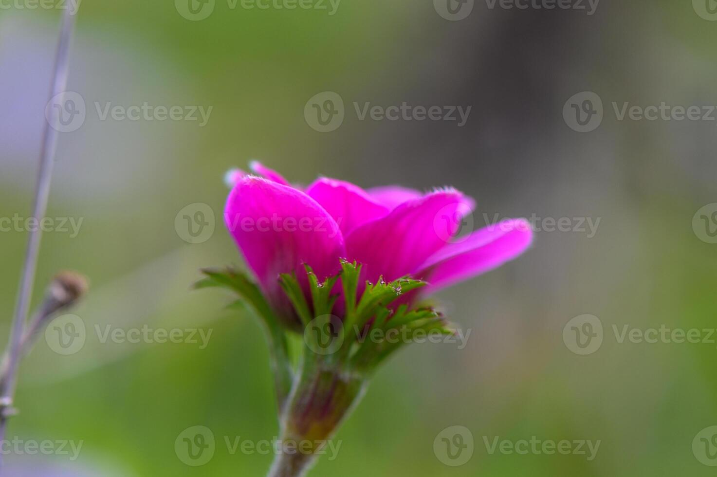 beautiful anemone flowers in the mountains in winter in Northern Cyprus 8 photo